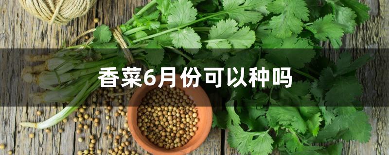 香菜6月份可以种吗 香菜6月份可以种吗