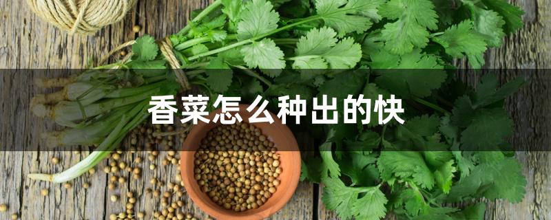 香菜怎么种出的快 香菜怎么种出的快