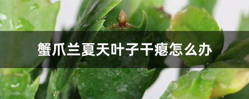 蟹爪兰夏天叶子干瘪怎么办 蟹爪兰夏天叶子干瘪怎么办