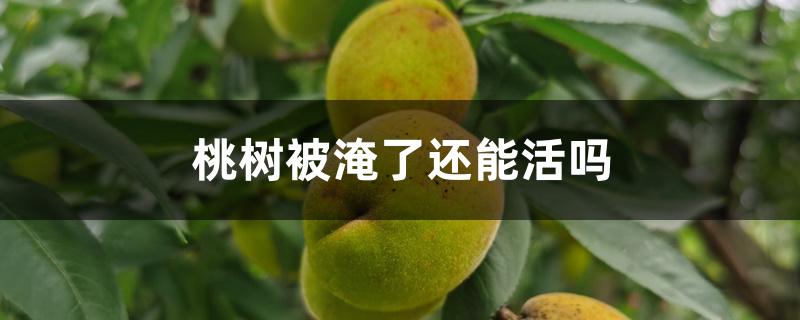 桃树被淹了还能活吗 桃树被淹了还能活吗