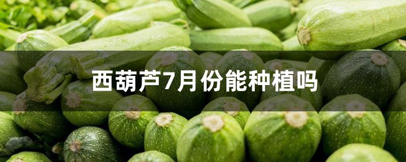 西葫芦7月份能种植吗 西葫芦7月份能种植吗