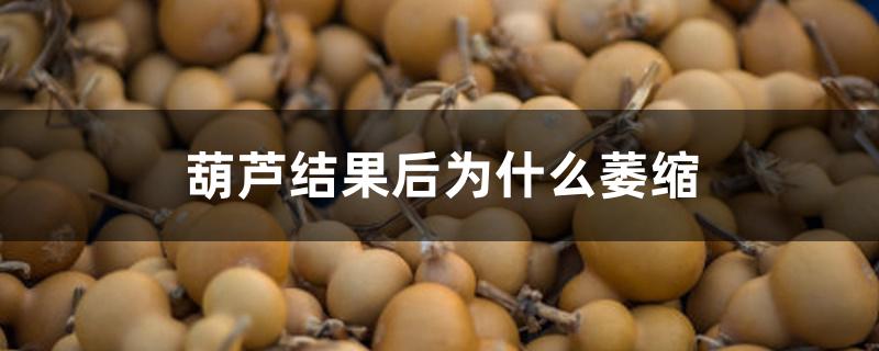 葫芦结果后为什么萎缩 葫芦结果后为什么萎缩