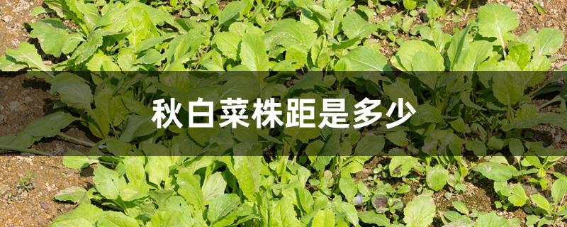秋白菜株距是多少 秋白菜株距是多少