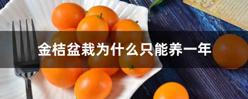 金桔盆栽为什么只能养一年 金桔盆栽为什么只能养一年
