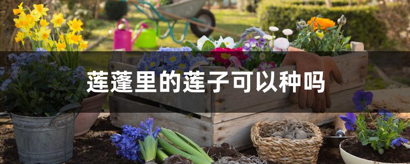 莲蓬里的莲子可以种吗 莲蓬里的莲子可以种吗