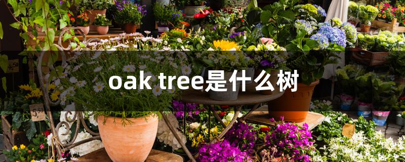 oak tree是什么树 oak tree是什么树