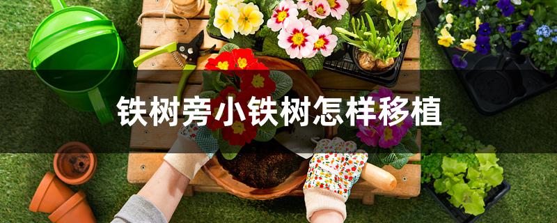铁树旁小铁树怎样移植 铁树旁小铁树怎样移植