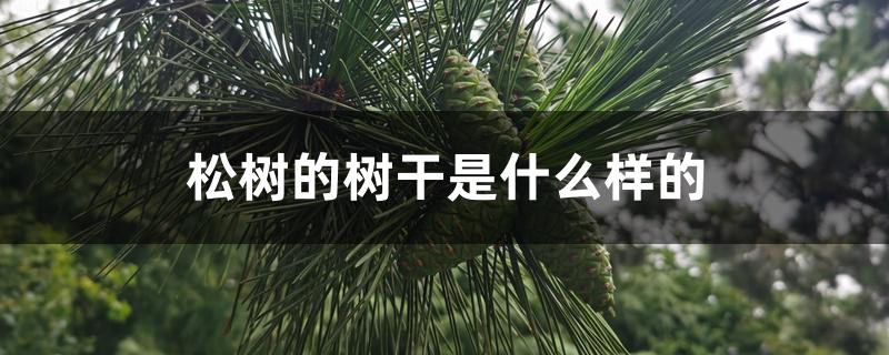 松树的树干是什么样的
