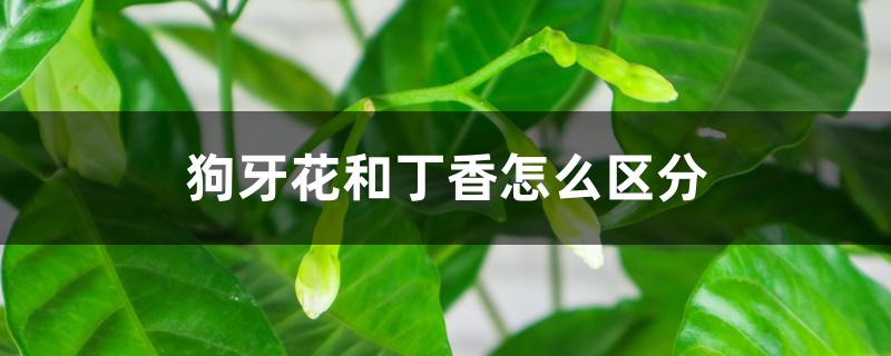狗牙花和丁香怎么区分 狗牙花和丁香怎么区分
