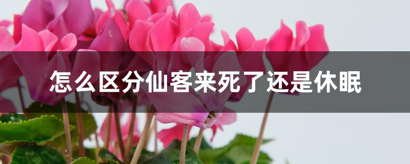 怎么区分仙客来死了还是休眠 怎么区分仙客来死了还是休眠