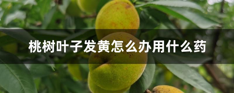 桃树叶子发黄怎么办用什么药 桃树叶子发黄怎么办用什么药