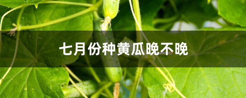 七月份种黄瓜晚不晚 七月份种黄瓜晚不晚