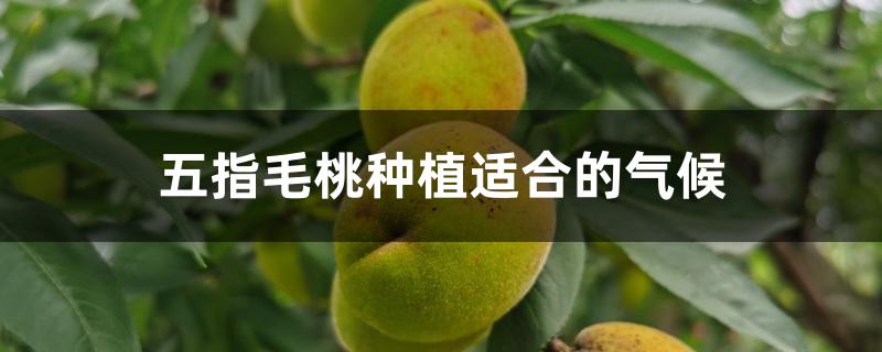 五指毛桃种植适合的气候 五指毛桃种植适合的气候