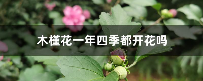 木槿花一年四季都开花吗 木槿花一年四季都开花吗