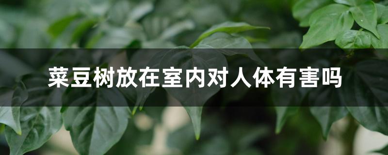 菜豆树放在室内对人体有害吗 菜豆树放在室内对人体有害吗