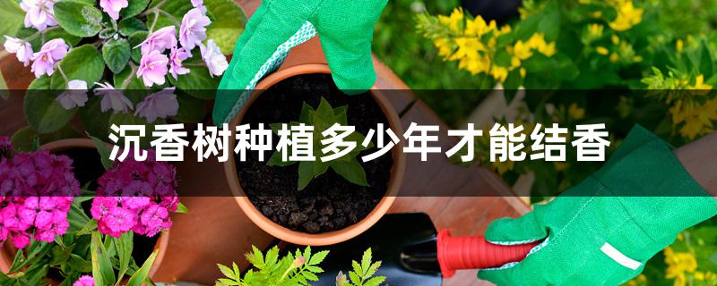 沉香树种植多少年才能结香 沉香树种植多少年才能结香