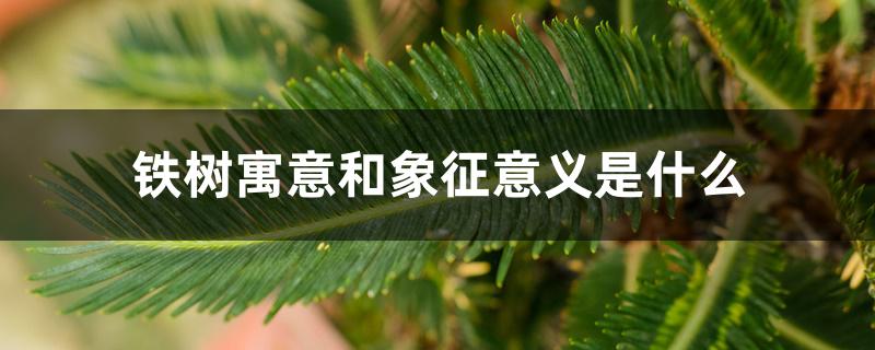 铁树寓意和象征意义是什么 铁树寓意和象征意义是什么