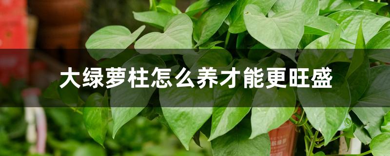 大绿萝柱怎么养才能更旺盛 大绿萝柱怎么养才能更旺盛