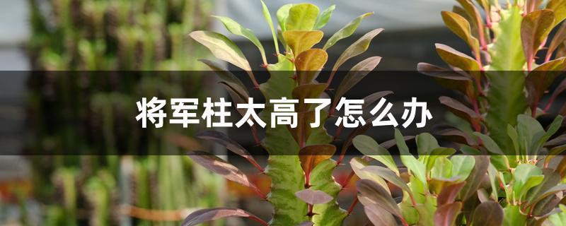 将军柱太高了怎么办