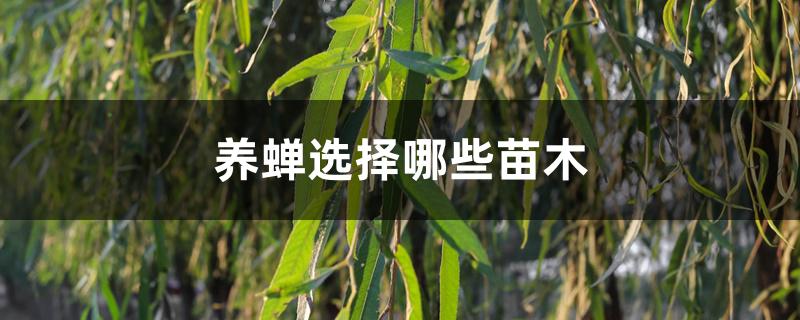 养蝉选择哪些苗木 养蝉选择哪些苗木