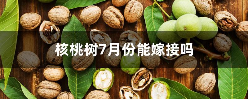 核桃树7月份能嫁接吗 核桃树7月份能嫁接吗
