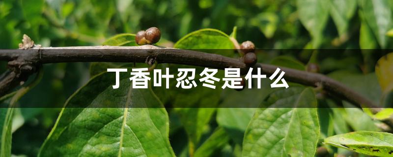 丁香叶忍冬是什么 丁香叶忍冬是什么
