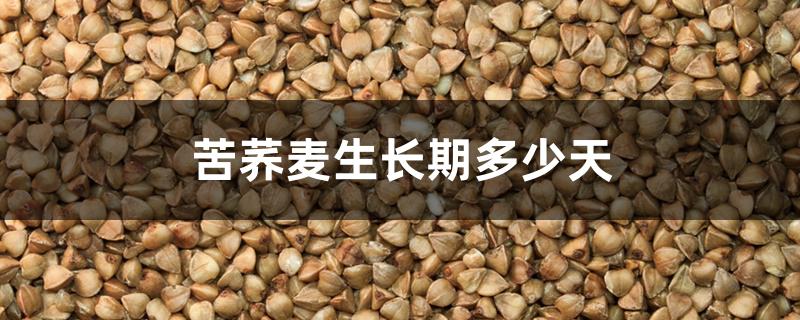 苦荞麦生长期多少天 苦荞麦生长期多少天