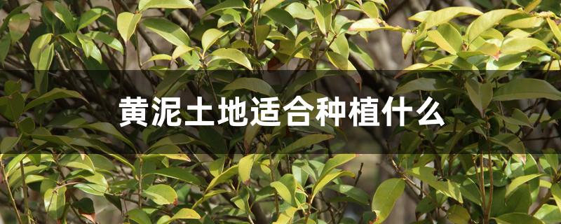黄泥土地适合种植什么 黄泥土地适合种植什么