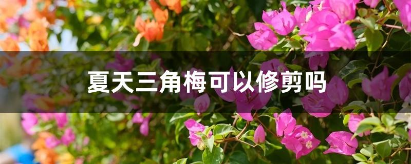 夏天三角梅可以修剪吗 夏天三角梅可以修剪吗