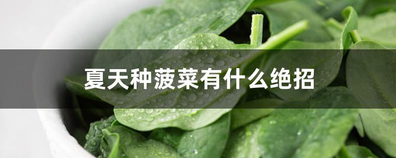 夏天种菠菜有什么绝招 夏天种菠菜有什么绝招