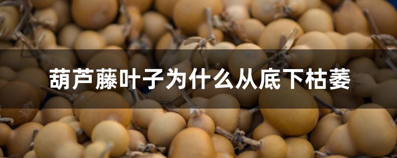 葫芦藤叶子为什么从底下枯萎 葫芦藤叶子为什么从底下枯萎
