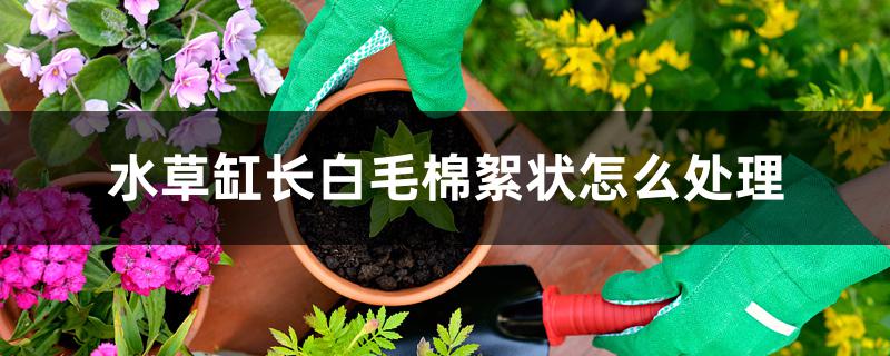 水草缸长白毛棉絮状怎么处理 水草缸长白毛棉絮状怎么处理