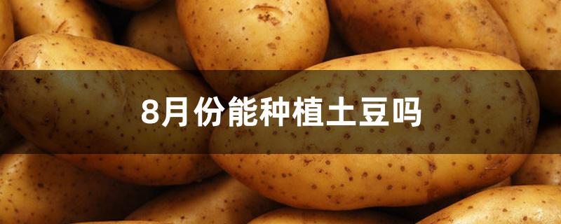 8月份能种植土豆吗 8月份能种植土豆吗