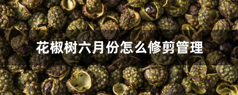 花椒树六月份怎么修剪管理 花椒树六月份怎么修剪管理