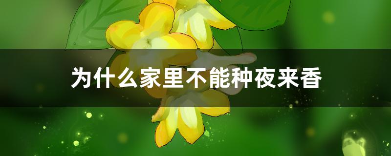 为什么家里不能种夜来香 为什么家里不能种夜来香