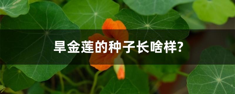 旱金莲的种子长啥样? 旱金莲的种子长啥样?