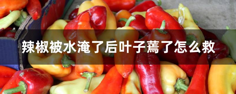 辣椒被水淹了后叶子蔫了怎么救 辣椒被水淹了后叶子蔫了怎么救