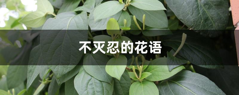 不灭忍的花语 不灭忍的花语