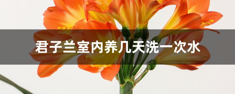 君子兰室内养几天洗一次水 君子兰室内养几天洗一次水
