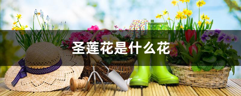 圣莲花是什么花 圣莲花是什么花