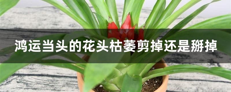 鸿运当头的花头枯萎剪掉还是掰掉 鸿运当头的花头枯萎剪掉还是掰掉