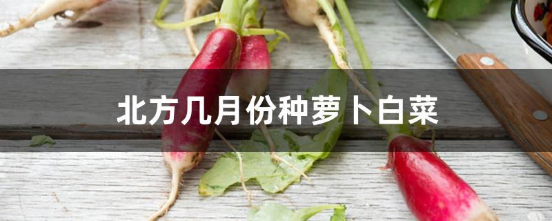 北方几月份种萝卜白菜 北方几月份种萝卜白菜