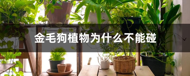 金毛狗植物为什么不能碰 金毛狗植物为什么不能碰