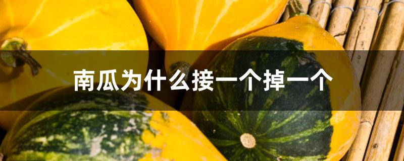 南瓜为什么接一个掉一个 南瓜为什么接一个掉一个