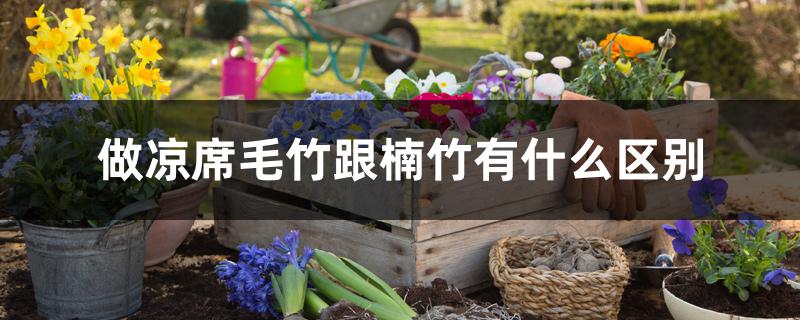 做凉席毛竹跟楠竹有什么区别 做凉席毛竹跟楠竹有什么区别