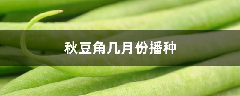 秋豆角几月份播种 秋豆角几月份播种