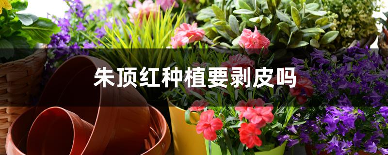 朱顶红种植要剥皮吗 朱顶红种植要剥皮吗