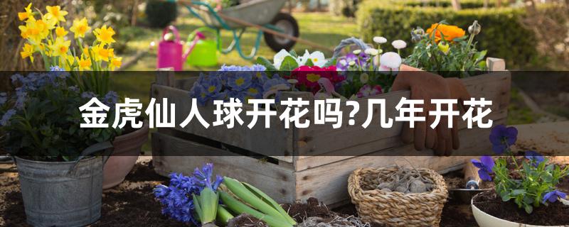 金虎仙人球开花吗?几年开花 金虎仙人球开花吗?几年开花