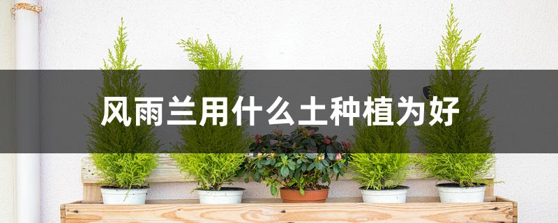 风雨兰用什么土种植为好 风雨兰用什么土种植为好