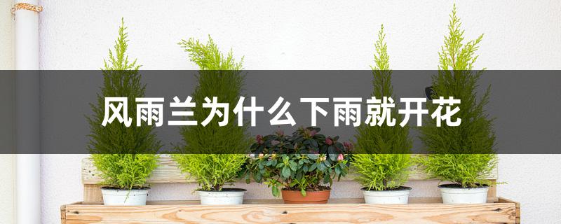风雨兰为什么下雨就开花 风雨兰为什么下雨就开花
